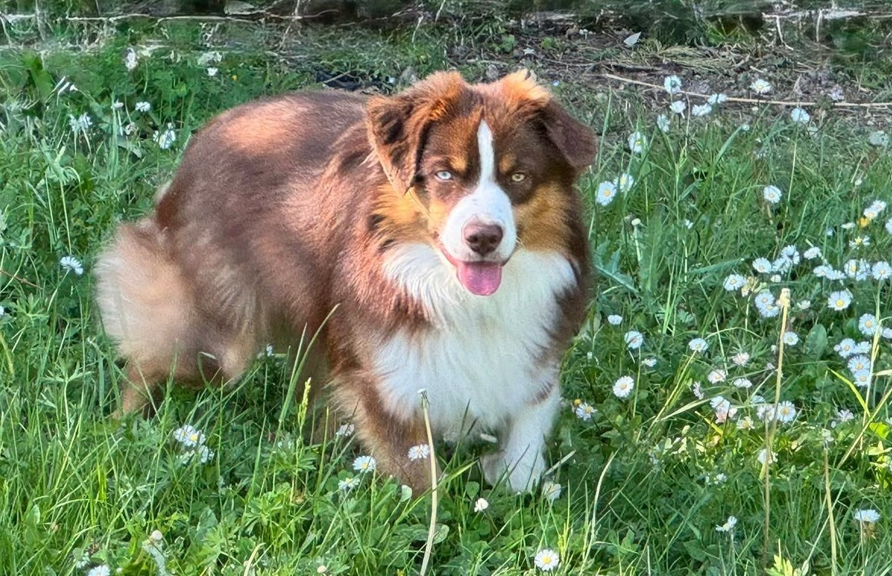 Adorable kimi Des Tres'or De La Lyre