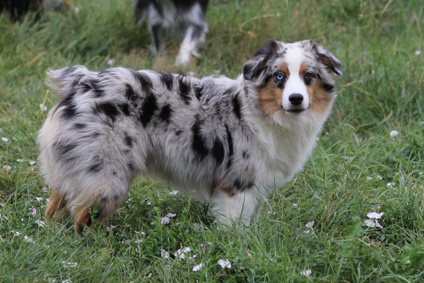 Vénérée HINA Des Tres'or De La Lyre