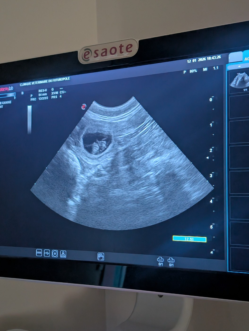 Gestation confirmée !! 