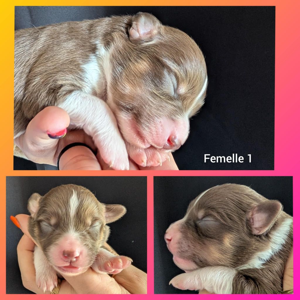 Des Tres'or De La Lyre - Chiots disponibles - Berger Américain Miniature 