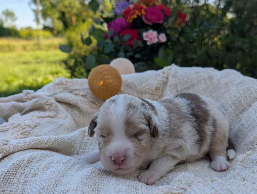 Des Tres'or De La Lyre - Chiots disponibles - Berger Américain Miniature 