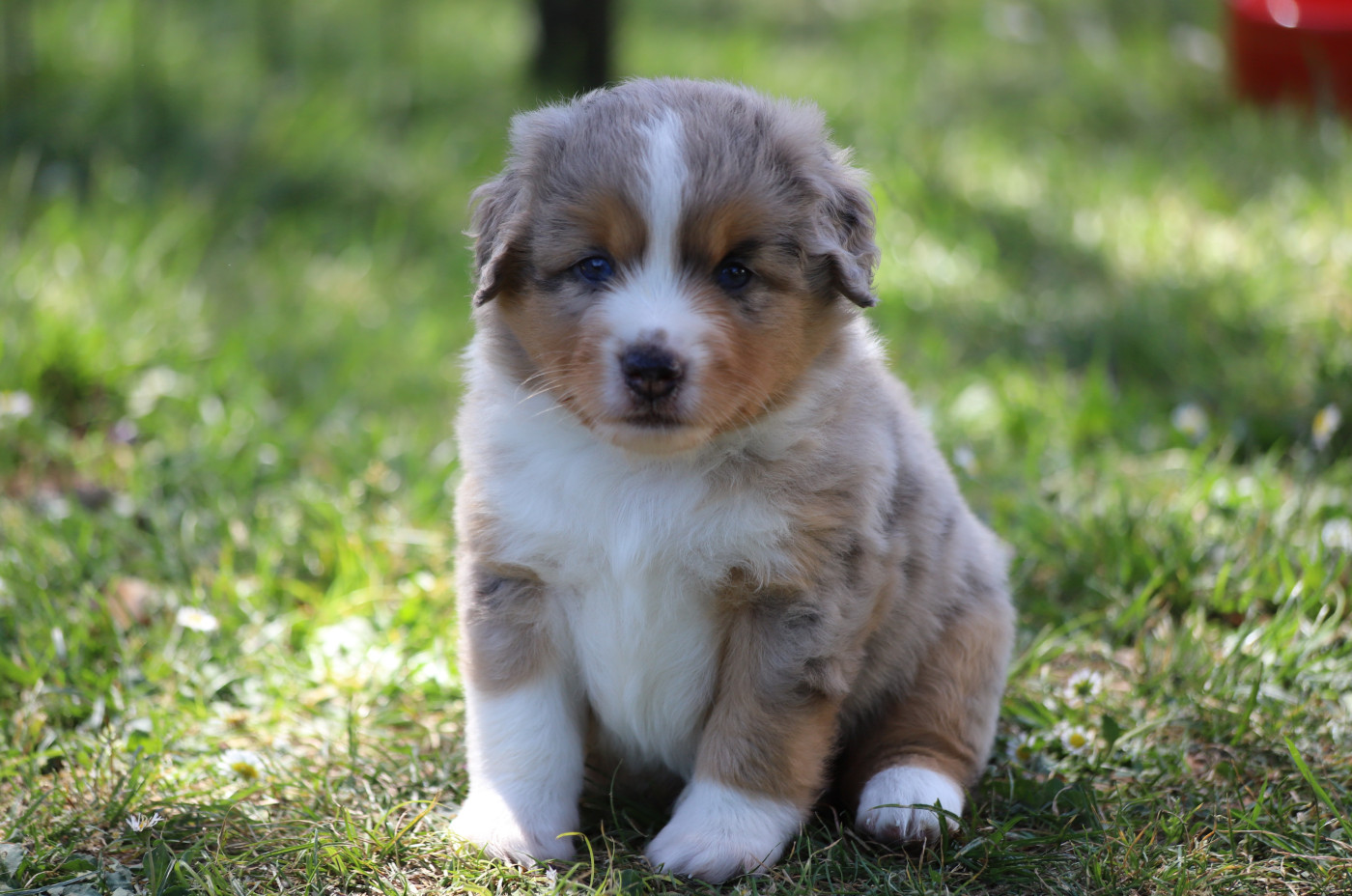 Des Tres'or De La Lyre - Chiots disponibles - Berger Américain Miniature 