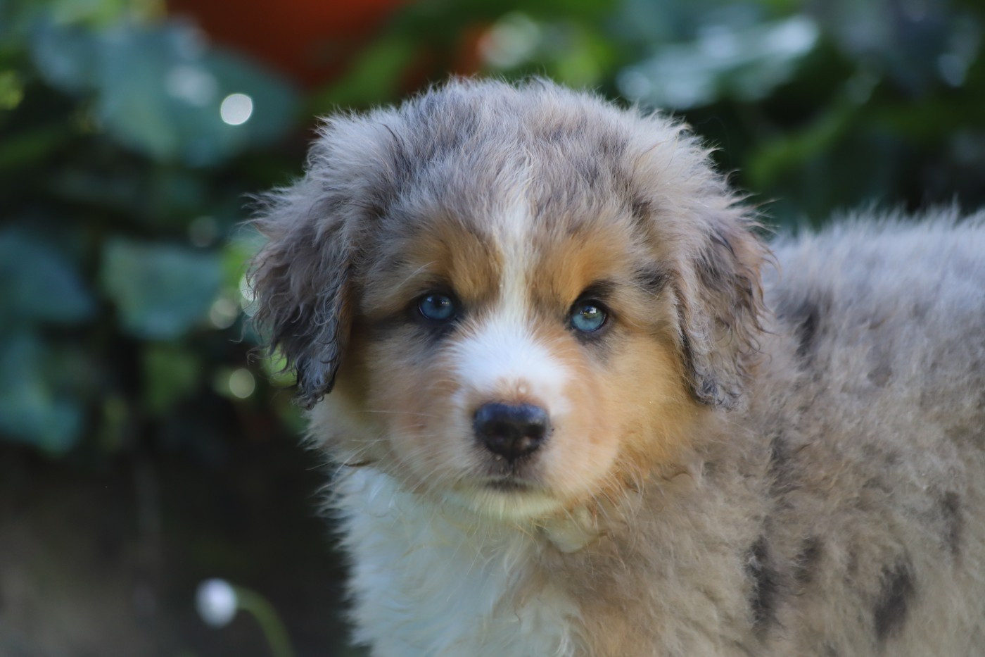 Des Tres'or De La Lyre - Chiots disponibles - Berger Américain Miniature 