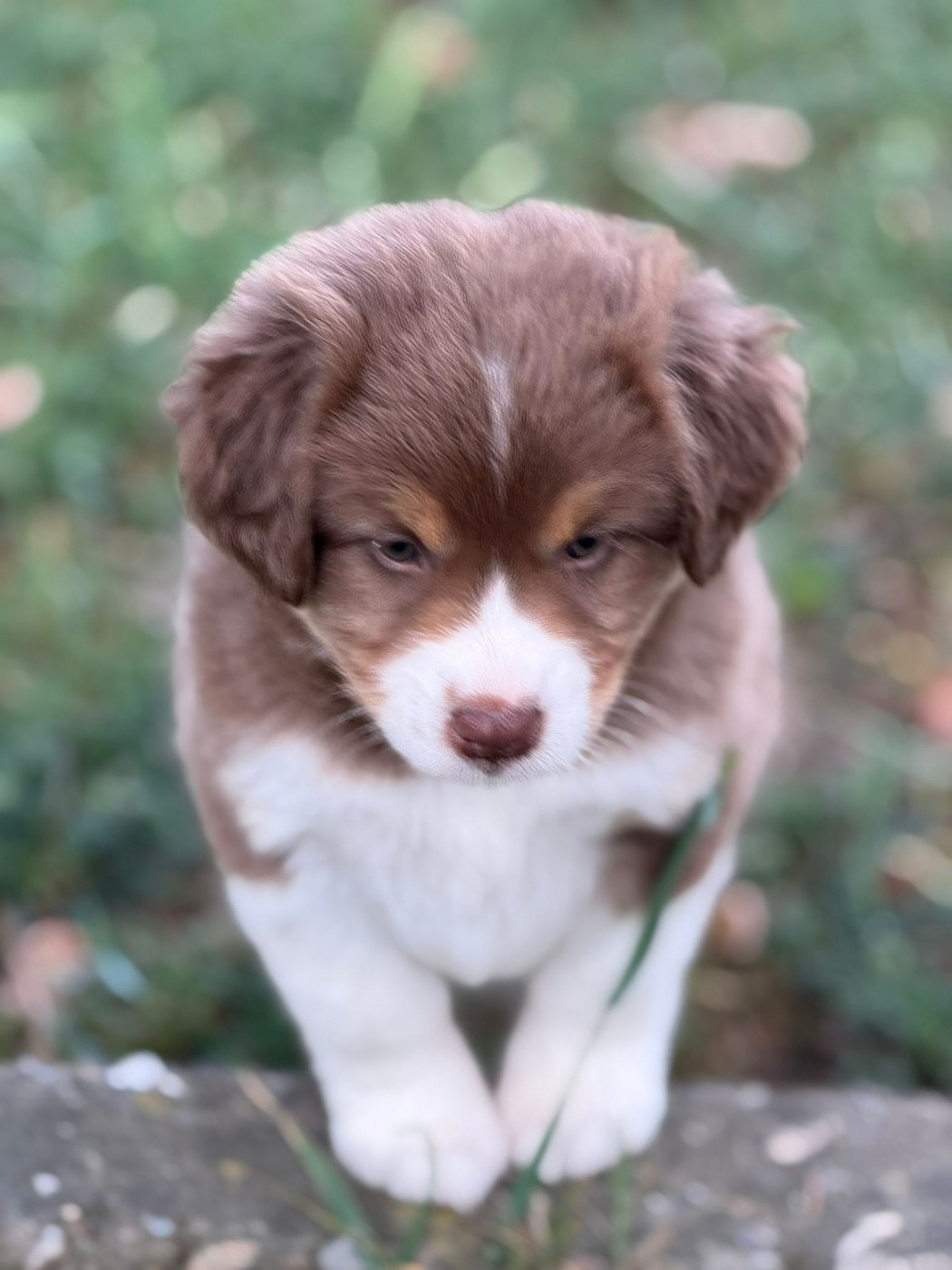 Des Tres'or De La Lyre - Chiots disponibles - Berger Américain Miniature 