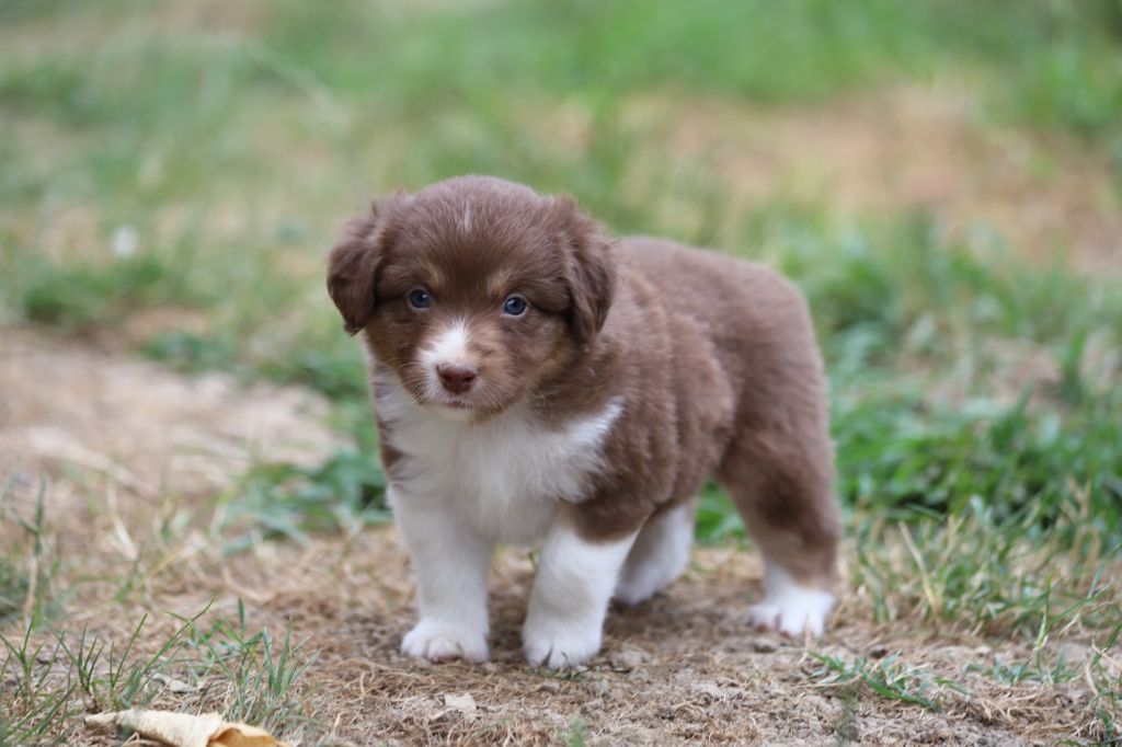 Des Tres'or De La Lyre - Chiots disponibles - Berger Américain Miniature 
