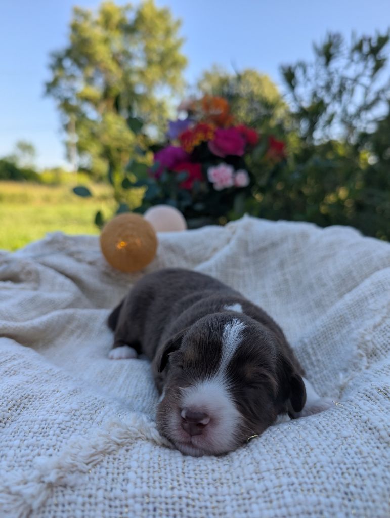 Des Tres'or De La Lyre - Chiots disponibles - Berger Américain Miniature 