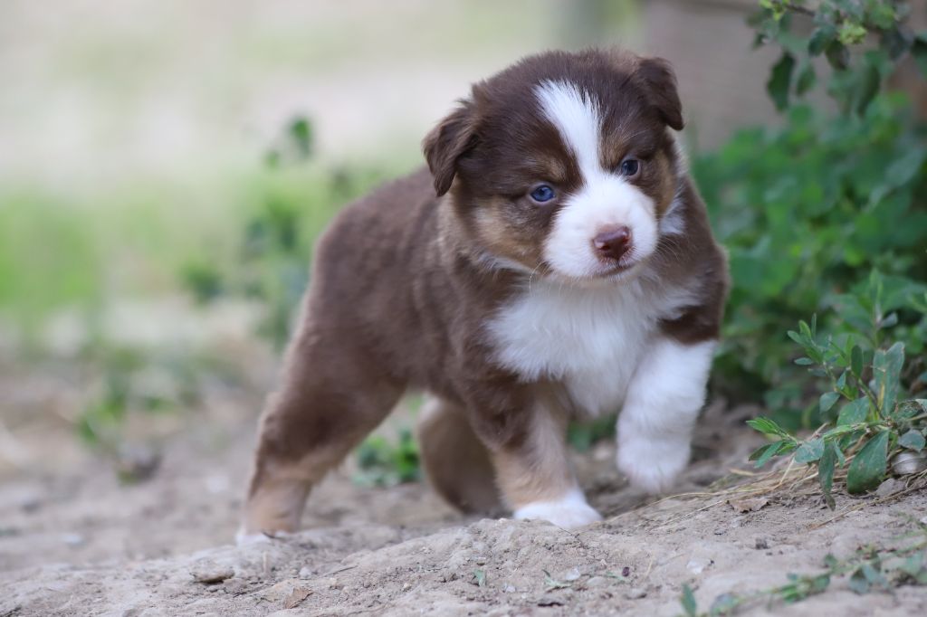 Des Tres'or De La Lyre - Chiots disponibles - Berger Américain Miniature 