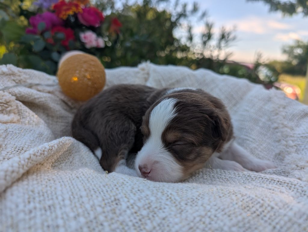 Des Tres'or De La Lyre - Chiots disponibles - Berger Américain Miniature 