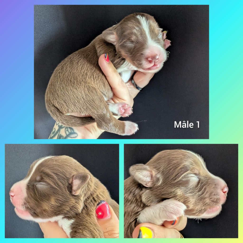 Des Tres'or De La Lyre - Chiots disponibles - Berger Américain Miniature 