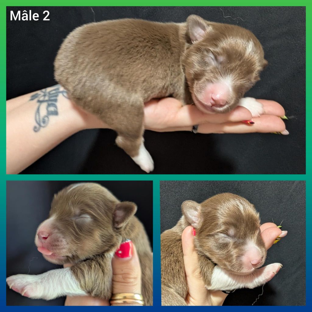 Des Tres'or De La Lyre - Chiots disponibles - Berger Américain Miniature 