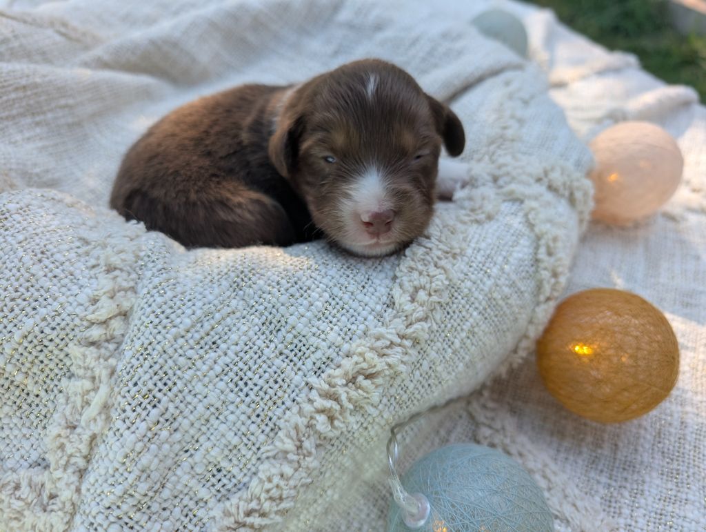 Des Tres'or De La Lyre - Chiots disponibles - Berger Américain Miniature 
